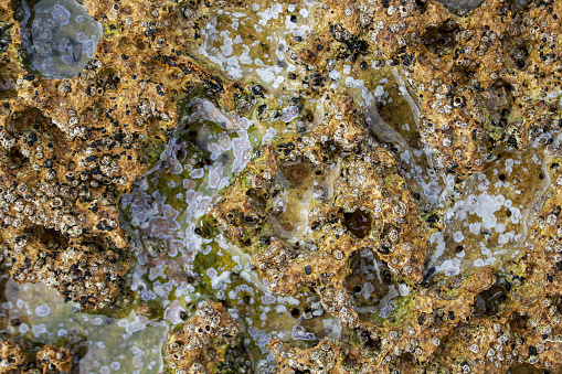 Close-up photo of a marine lichen closeup. Sea life on a water's edge.