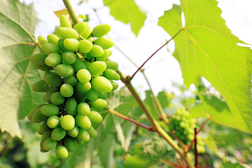 Green grapes on the farm