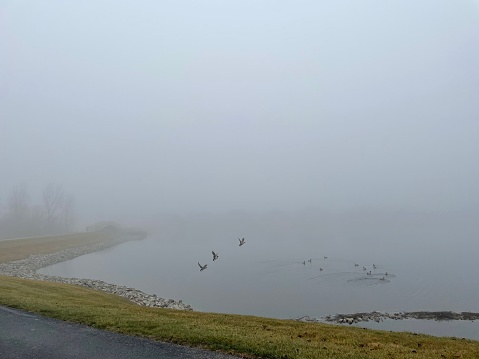 Foggy morning with ducks on a pond