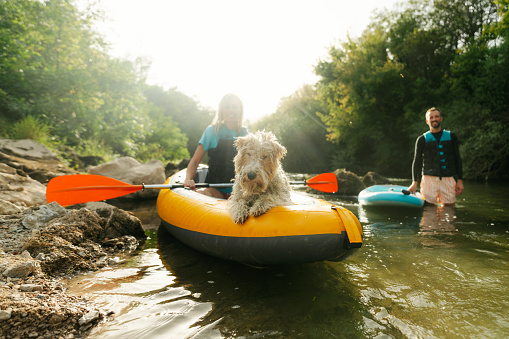 Photo of cute puppy engaged in water sports along the river with its owners.