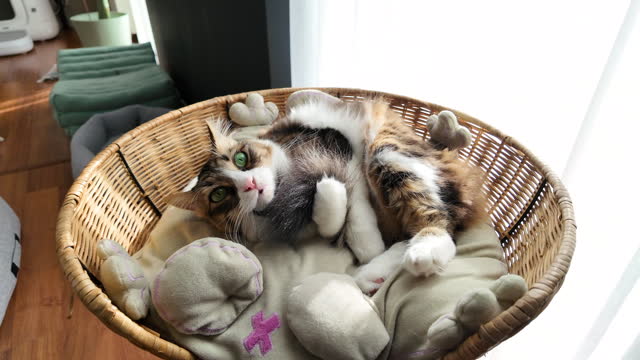 Norwegian forest cat doing self care routine on the basket.