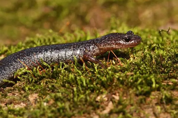Lead-backed form of the Red-backed Salamander (Plethodon cinereus)