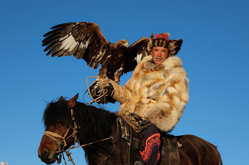 A nomadic eagle hunter, in the Kazakh region of the Altai Mountains in Mongolia. He is sitting on his horse, with his Golden eagle. The bird of prey is used for hunting. The eagle hunter is wearing a traditional fox fur coat and fur trimmed hat, to stay warm in the high mountain environment. The eagle's wings are open.