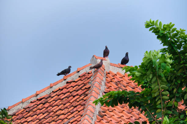 istock Perched Dove on the House's Tile Roof 1879838402