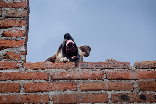 A dog on the edge of a roof snarling and barking into the air.It is not uncommon for dogs to be kept on roof tops in Mexico, often as a form of security and an early warning alarm system