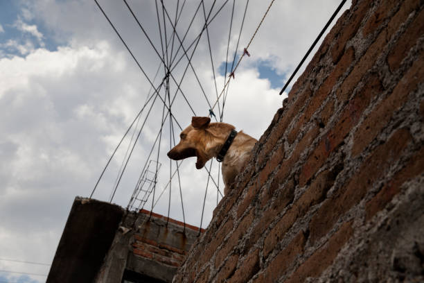 istock A Mexican roof dog 1879856898
