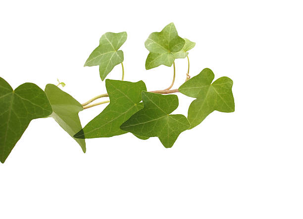 istock green ivy on a white background 187986386