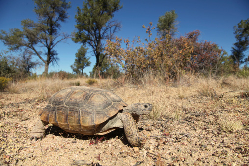a cute desert tortoise in arizona
