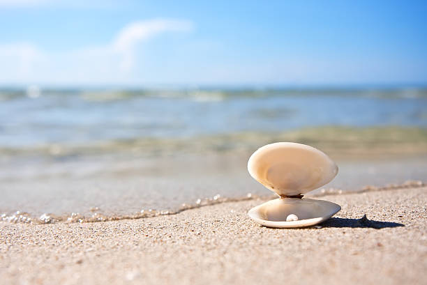 바다빛 섈, 진주조개 - pearl shell starfish beach 뉴스 사진 이미지