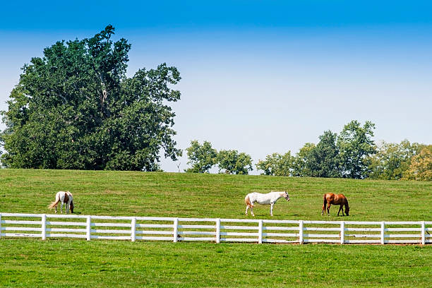 istock Two horses grazing at beautiful farm at Kentucky. 187986656