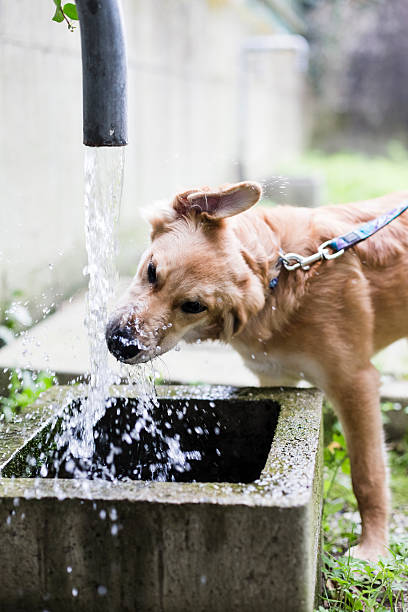 istock Dog drinking from a fountain 187987089