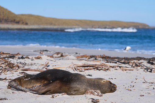 Southern Sea Lion (Otaria flavescens) on the coast of Sea Lion Island in the Falkland Islands.
