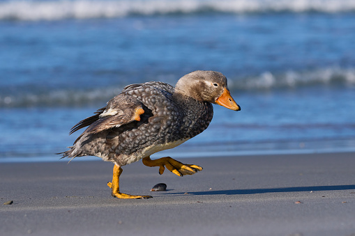 Falkland Steamer Duck (Tachyeres brachypterus) on a sandy beach on Sea Lion Island in the Falkland Islands.