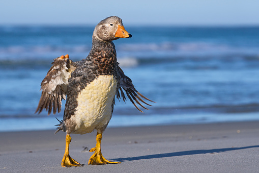 Falkland Steamer Duck (Tachyeres brachypterus) on a sandy beach on Sea Lion Island in the Falkland Islands.