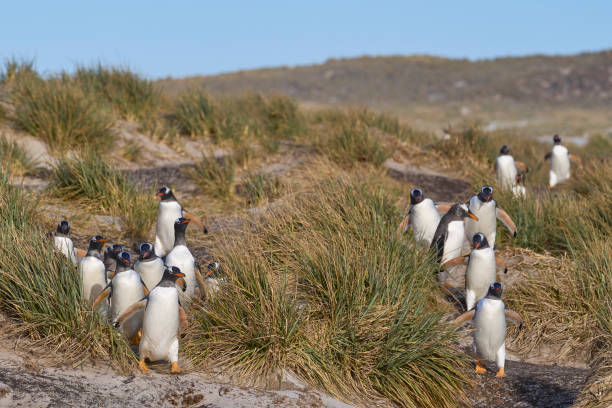 istock Gentoo Penguins returning to their colony 1879876737