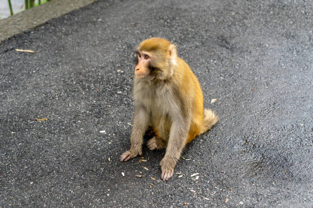 istock A monkey with golden fur sits on the ground. 1879884534