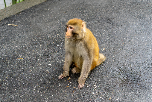 Pair of toque macaque sitting beside the road outside the city called Ella in the Uva Province in Sri Lanka. The toque macaque is a \