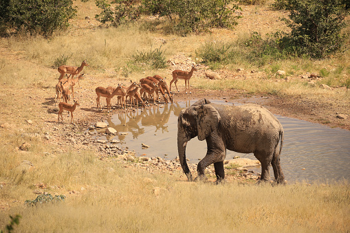 elephant and antelopes at a waterhole