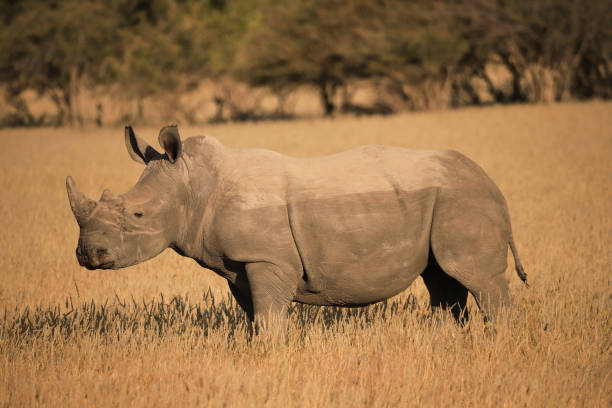 istock single white rhino in the grass 1879891804
