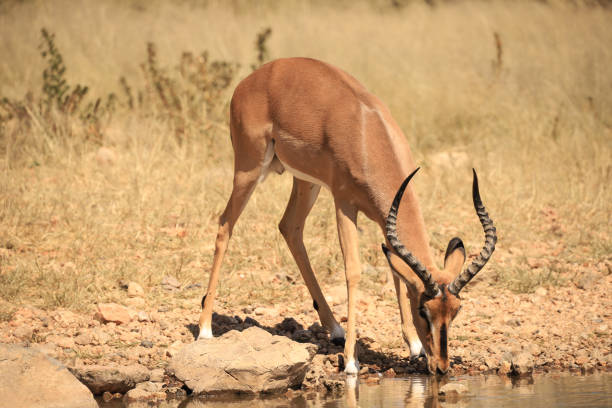 istock male impala drinks at a waterhole 1879892331