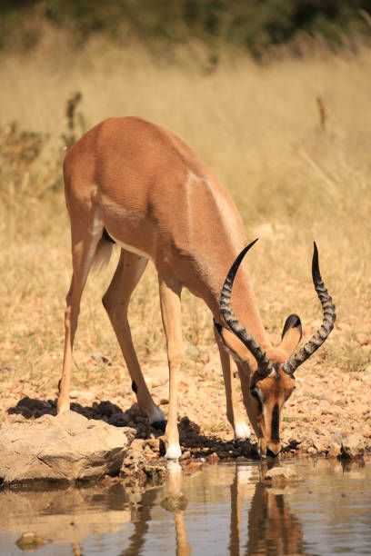 male impala drinks at a waterhole