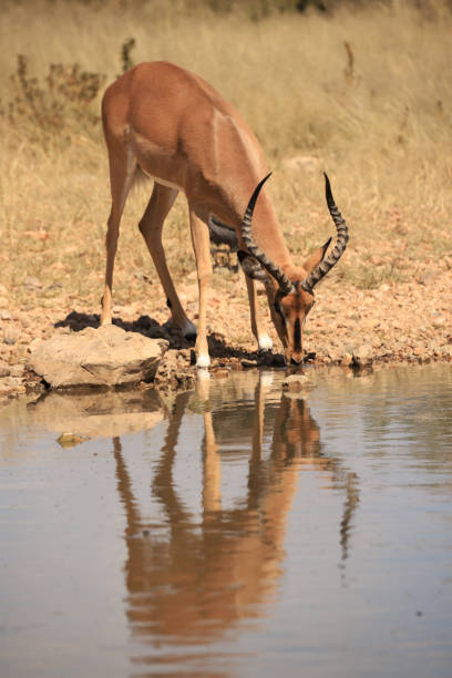 istock male impala drinks at a waterhole 1879892340