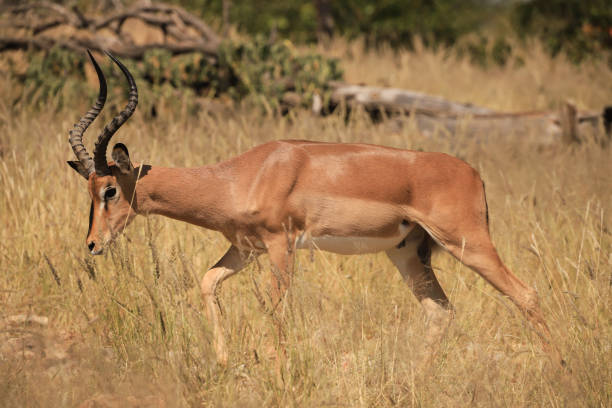 istock single male impala in yellow grass 1879892345