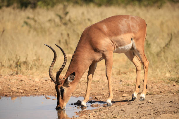 istock male impala drinks at a waterhole 1879893903