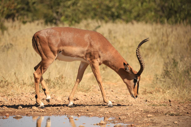 istock male impala drinks at a waterhole 1879893910