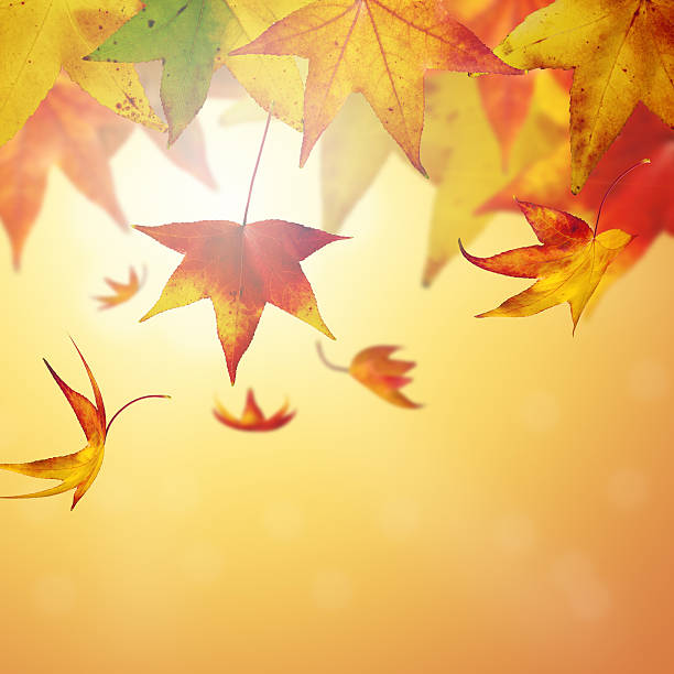 istock Colourful autumn leaves 187989917