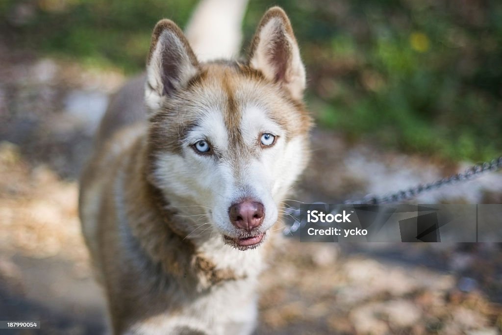 Husky - Royalty-free Animal Foto de stock