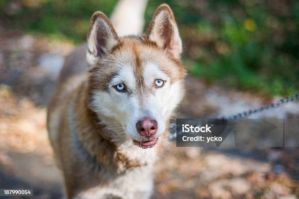 Husky - Fotografias de stock e mais imagens de Animal - Animal, Animal de Estimação, Ao Ar Livre