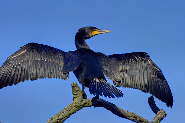 istock Black cormorant hanging wings out to dry 187990098