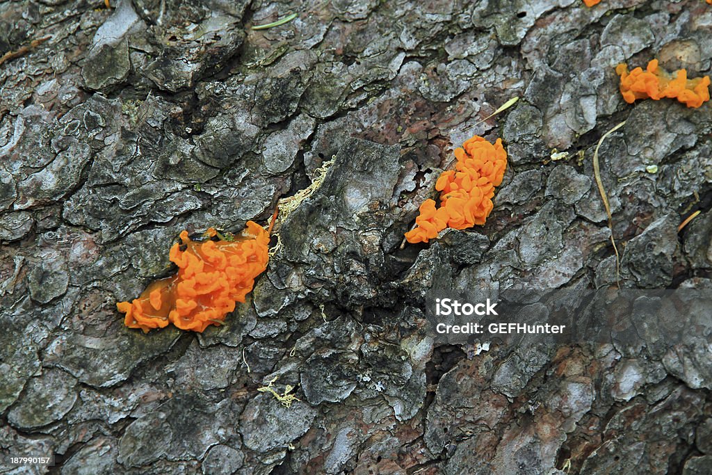 Cypress Tree Rust Fusiform Gall Rust Stock Photo - Download Image Now - Canada, Cypress ...