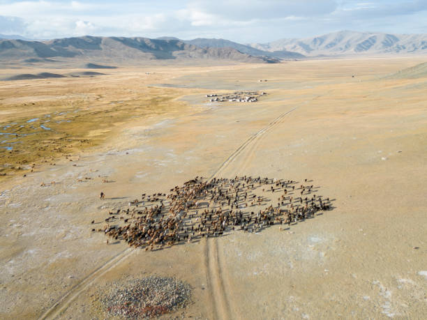 vista aérea de un pastor nómada en su caballo guiando el ganado a través del valle de khuites - independent mongolia mongolian ethnicity horse mongolian culture fotografías e imágenes de stock