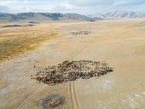 Aerial drone view of a nomadic herder on his horse, guiding livestock through Khuites Valley, in the Altai Mountains of Western Mongolia. The Kazakh province is home to nomadic herders, who spend the summer months living in gers and grazing their livestock in the area, before migrating to a winter camp in the mountainous region. Ahead of the herd of animals, in the distance, is a cemetery with wooden structures, marking the graves of herder families who have lived in the valley.