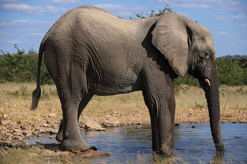 single african elephant drinks at a waterhole in Namibia