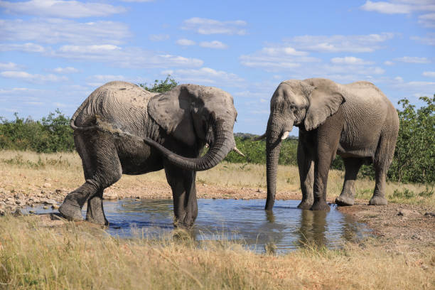 istock an african elephant splashes water on itself at a waterhole 1879909778
