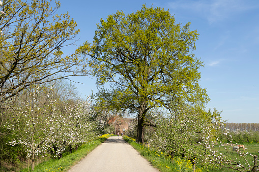 People walk across the Appeldijk between the blooming fruit trees in the Betuwe.