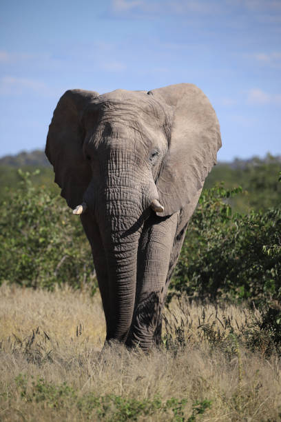 istock a single african elephant at a waterhole 1879910870