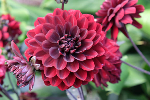 istock Dark red 'Karma Choc' decorative dahlia flowers 1879912401