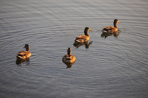 Wild ducks are swimming on lake
