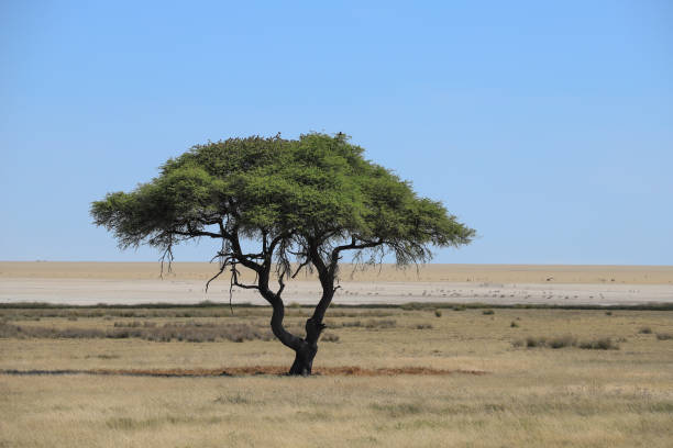 single acacia tree in the endless plain of Etosha NP