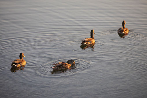 Wild ducks are swimming on lake