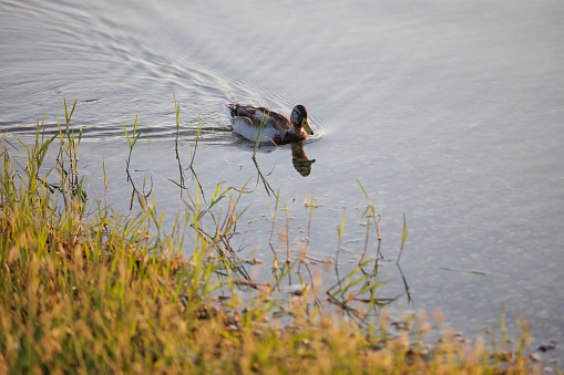 Wild duck is swimming on lake