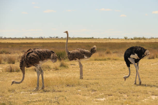 istock a group of ostriches in Etosha NP 1879913966