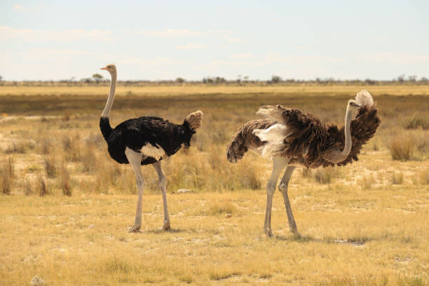 istock a group of ostriches in Etosha NP 1879913974