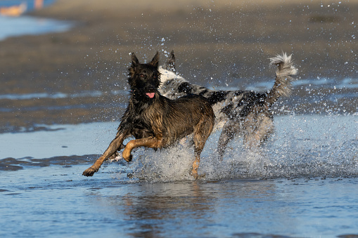 Belgian Malinois dog at the beach running and splashing in the water