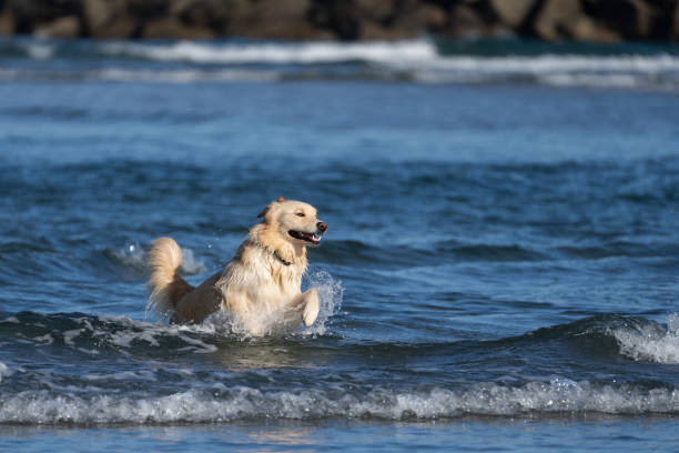 istock Light colored Siberian Husky jumping through the surf 1879915524