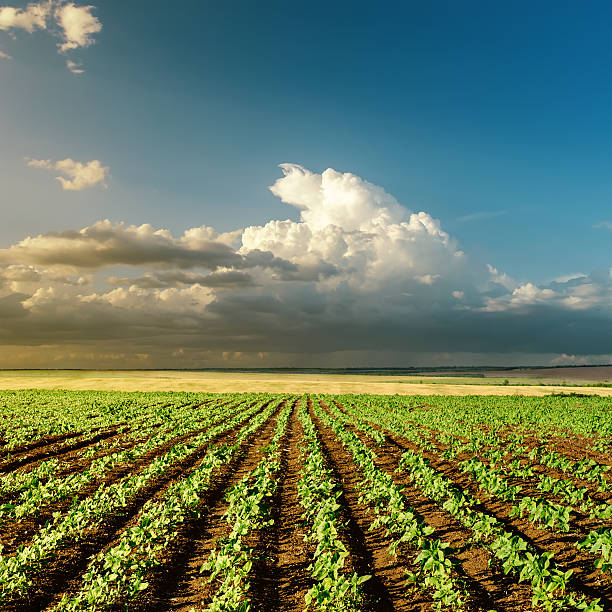 istock agriculture green field on sunset 187991874